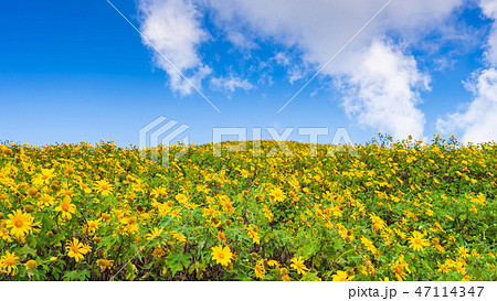 Yellow flowers on the mountain 47114347