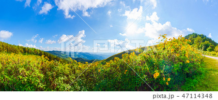Yellow flowers on the mountain 47114348