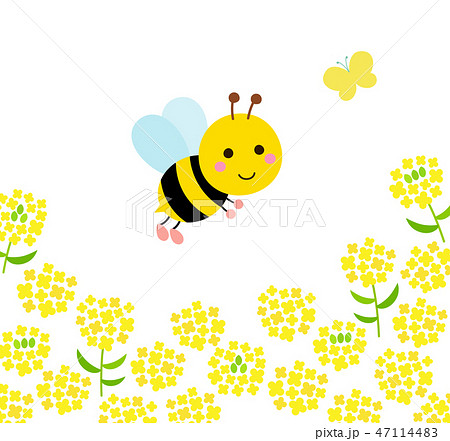 ミツバチと蝶 菜の花のイラスト素材