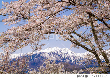 大町公園桜 大町公園桜 47114502