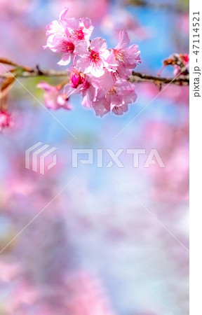 桜 さくら サクラ 47114521