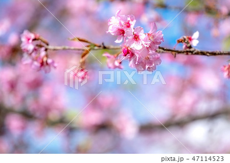 桜 さくら サクラ 47114523