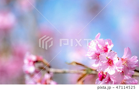 桜 さくら サクラ 47114525