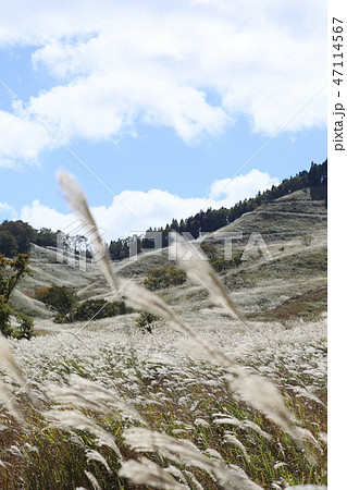 砥峰高原のすすき 砥峰高原のすすき 47114567