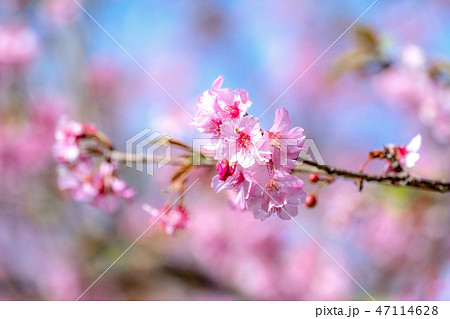 桜 さくら サクラ 47114628