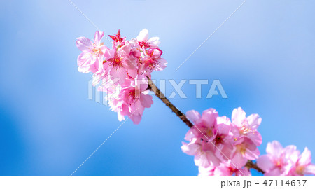 桜 さくら サクラ 47114637