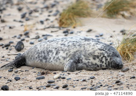 A grey seal lies on the beach on Helgoland 47114890