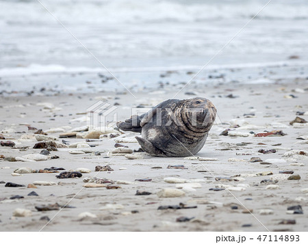A grey seal lies on the beach on Helgoland 47114893