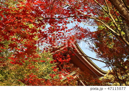 石峯寺の紅葉 2018 石峯寺の紅葉 2018 47115077