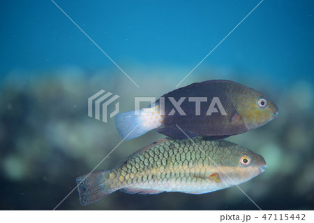 ブダイの幼魚 ブダイの幼魚 47115442