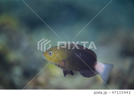 ブダイの幼魚 ブダイの幼魚 47115443