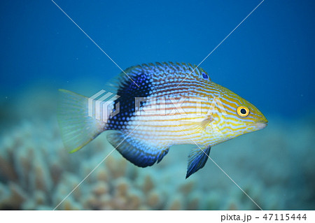 ヒレグロベラの若魚 47115444