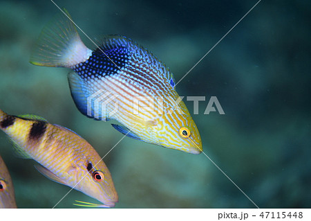 ヒレグロベラの若魚 ヒレグロベラの若魚 47115448