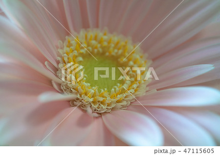 ガーベラの花のアップ素材 ガーベラの花のアップ素材 47115605