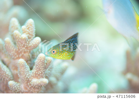 ホシススキベラの幼魚 ホシススキベラの幼魚 47115606
