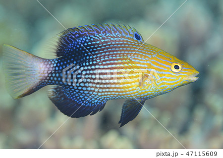 ヒレグロベラの若魚 47115609