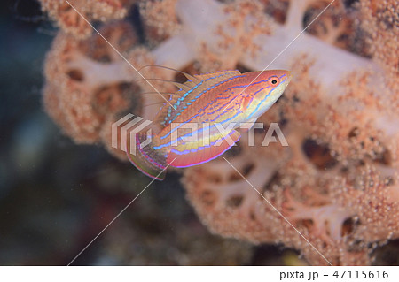 クジャクベラの成魚 47115616