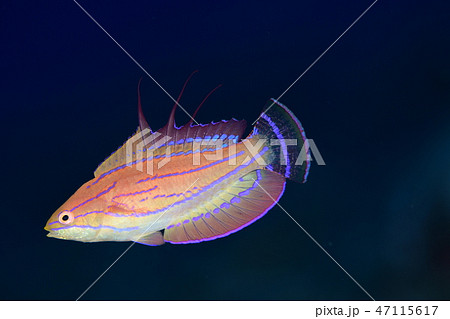 クジャクベラの成魚 47115617