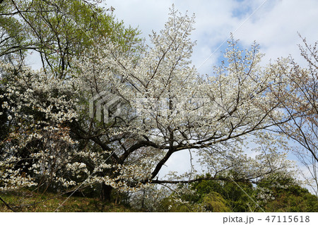 神戸森林植物園のヤマザクラ 神戸森林植物園のヤマザクラ 47115618