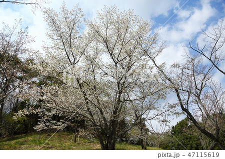 神戸森林植物園のヤマザクラ 神戸森林植物園のヤマザクラ 47115619