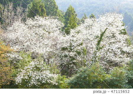 こぶしの花 47115652