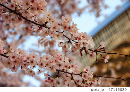 桜 47116020