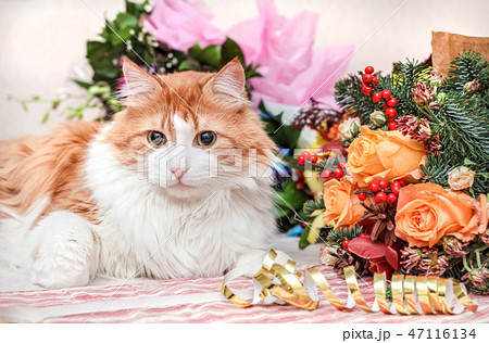Luxurious red cat and bouquet 47116134