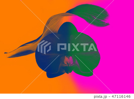 Multicolour futiristic orchid 47116146