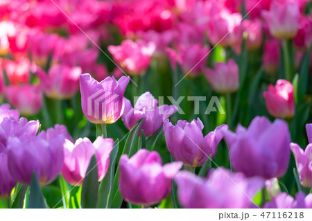 Bouquet of tulips (Tulipa spp. L.) with light 47116218