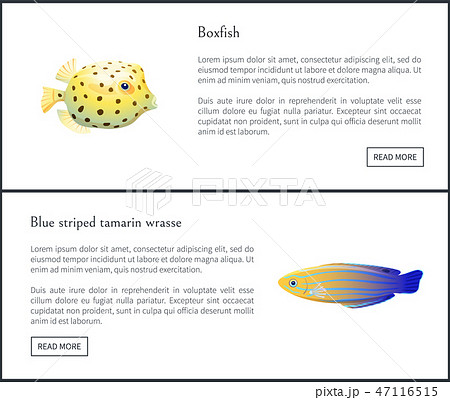 Blue Striped Tamarin and Boxfish Aquatic Habitants Blue Striped Tamarin and Boxfish Aquatic Habitants 47116515