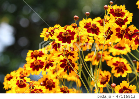 コレオプシス 47116912