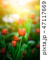 tulip spring background flower nature landscape r 47117669