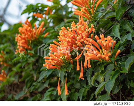 Orange trumpet flowers 47118956