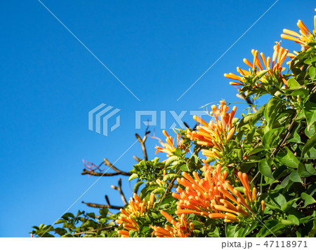 Orange trumpet flowers Orange trumpet flowers 47118971
