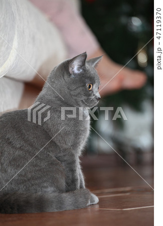 kitten baby foot fir tree kitten baby foot fir tree 47119370