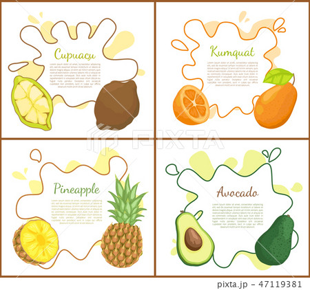 Cupuacu and Kumquat Posters Vector Illustration Cupuacu and Kumquat Posters Vector Illustration 47119381