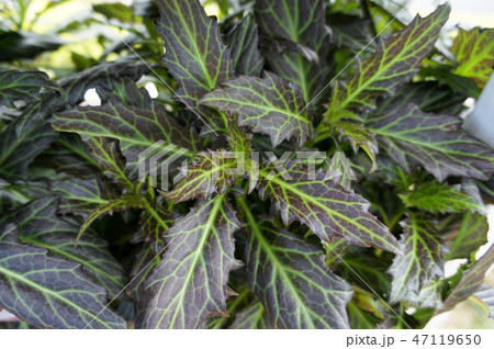 Scindapsus pictus plant  47119650