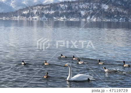 冬の屈斜路湖 47119729