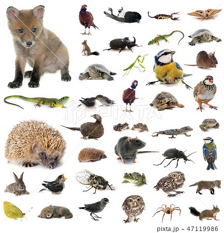 european wildlife in studio european wildlife in studio 47119986
