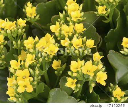 yellow Kalanchoe yellow Kalanchoe 47120266