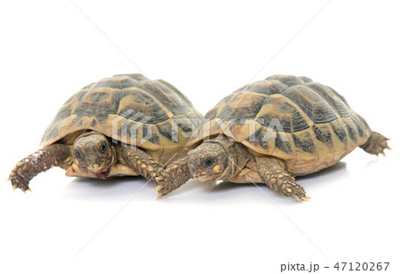 Testudo hermanni tortoise 47120267