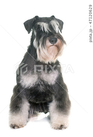 black and white miniature schnauzer black and white miniature schnauzer 47120629