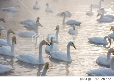 Beautiful white whooping swans 47120772
