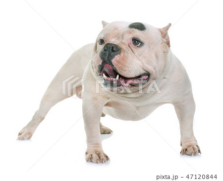 white american bully 47120844