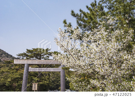 春の伊勢神宮 鳥居と桜 伊勢神宮内宮 春の伊勢神宮 鳥居と桜 伊勢神宮内宮 47122025