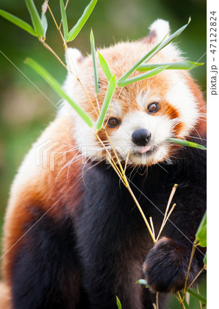 Red panda bear, Ailurus fulgens, in his natural habitat. 47122824
