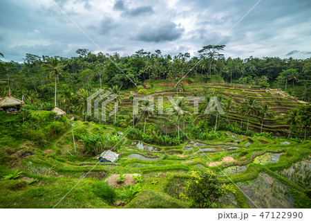 Beautiful green rice terraces in the morning at Tegallalang village, Ubud, Bali, Indonesia. Beautiful green rice terraces in the morning at Tegallalang village, Ubud, Bali, Indonesia. 47122990