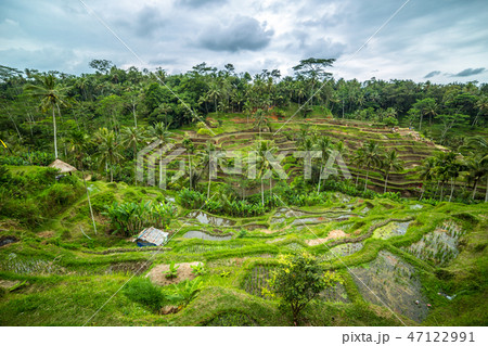 Beautiful green rice terraces in the morning at Tegallalang village, Ubud, Bali, Indonesia. Beautiful green rice terraces in the morning at Tegallalang village, Ubud, Bali, Indonesia. 47122991