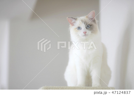 猫 ラグドール 47124837