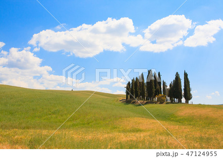Val d'Orcia cypresses view 47124955